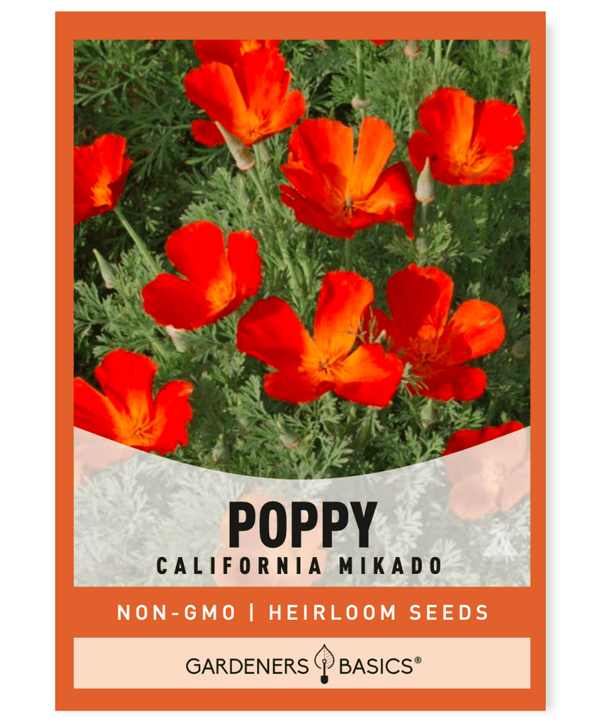 California Poppy Mikado Eschscholzia californica Orange flowers Red streaks Hardy annual Short-lived perennial USDA zones 8-10 Blue-green leaves Finely divided leaves 12-18 inches tall Spring blooms Summer blooms Bee-friendly Pollinators Reseeds readily Full sun Dry conditions Moderate moisture Low-maintenance Garden flower