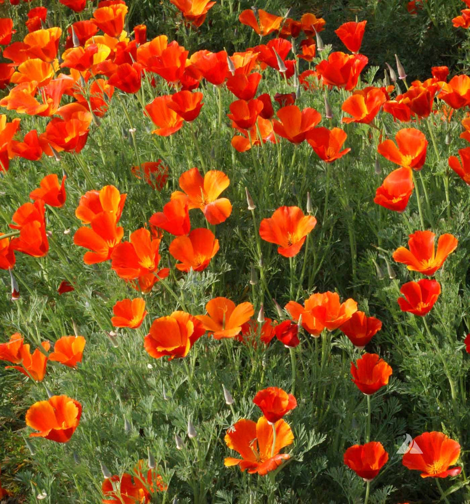A Guide to Growing California Poppy Mikado: From Seeds to Blooms