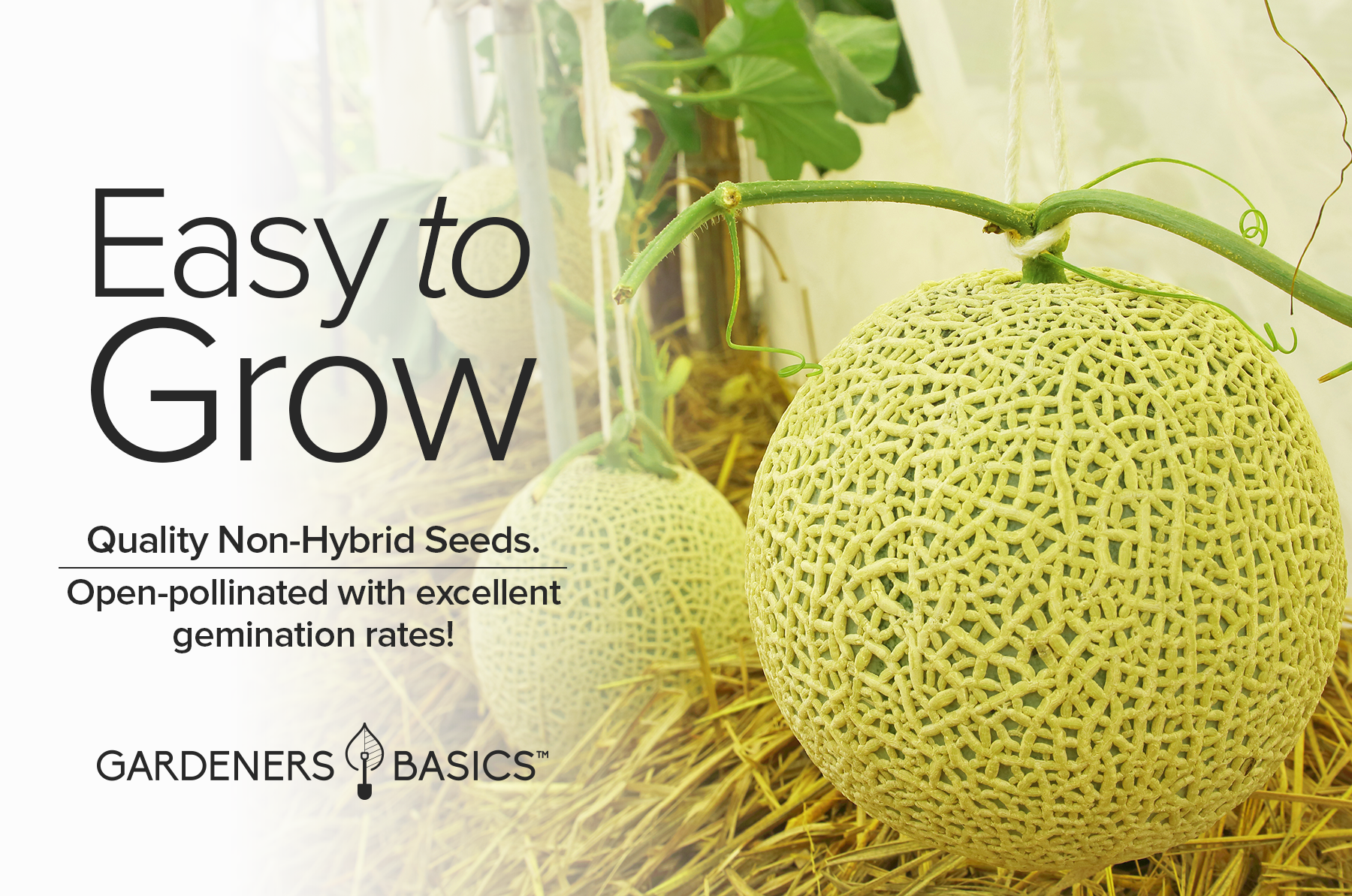 plant cantaloupe seeds Hales Best Jumbo Cantaloupe Seeds For Sale