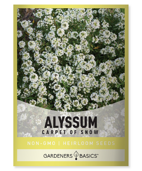 Carpet of Snow Alyssum Dwarf Sweet Alyssum Lobularia maritima White fragrant flowers Flower seeds for planting Garden borders Attracting beneficial insects Compact flower variety Full sun plants Partial shade plants Tender perennial seeds Alyssum seeds Alyssum Carpet of Snow Spring and fall blooming flowers Fragrant blooms