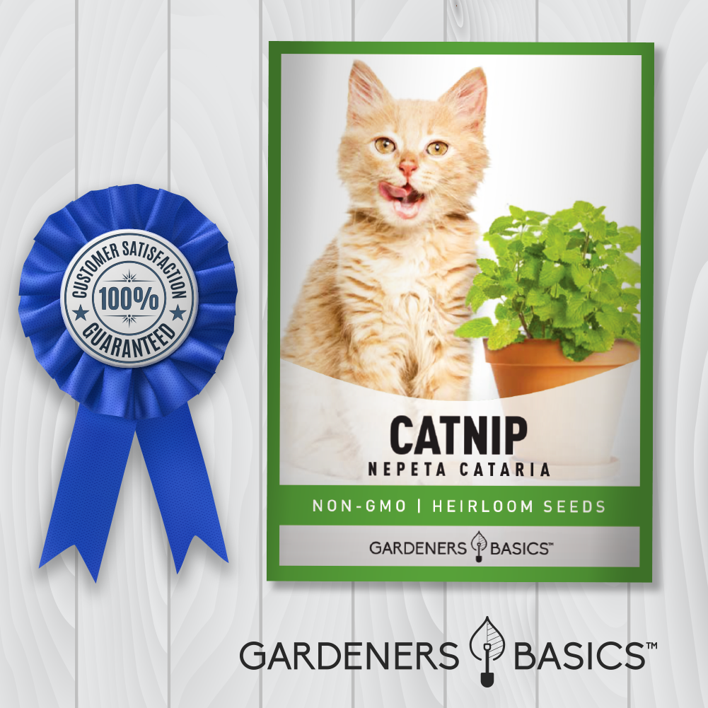 catnip plant seeds for sale Catnip Seeds, Green