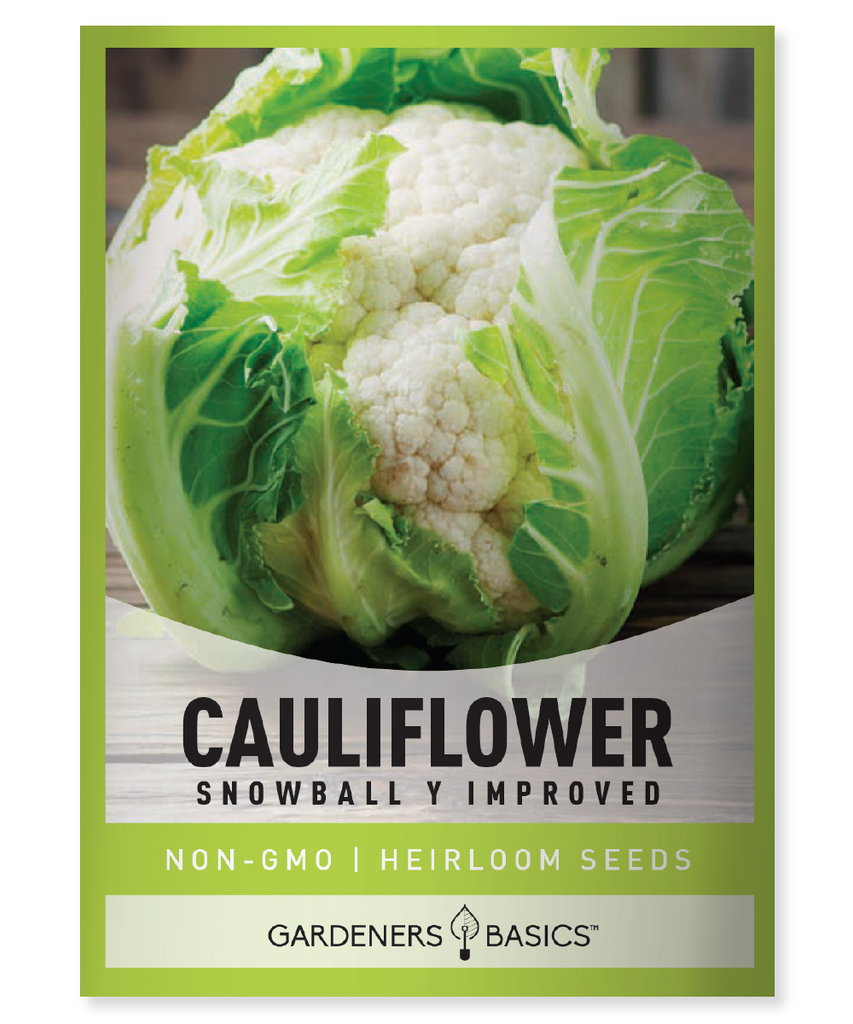 Snowball Y Improved Cauliflower Cauliflower Seeds Non-GMO Seeds Disease-Resistant Cauliflower Cold-Tolerant Cauliflower Cauliflower Seeds for Planting High-Yielding Cauliflower Easy to Grow Cauliflower Home-Grown Vegetables Garden Cauliflower Varieties