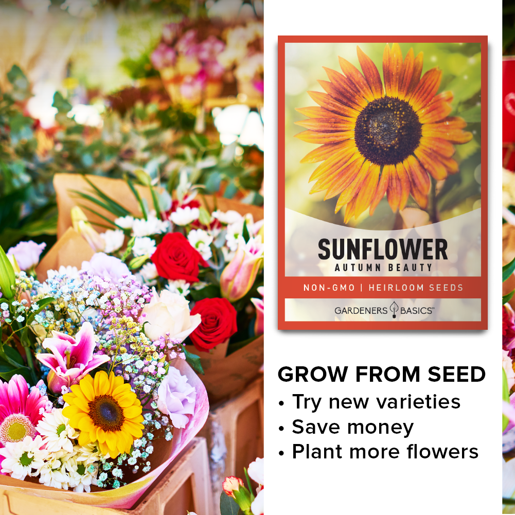 Sunflower Autumn Beauty: The Border's Finest in Mixed Colors