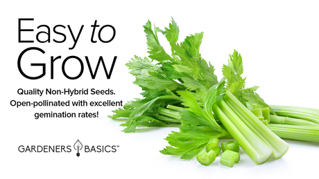 UT 52-70 Celery Seeds For Planting Non-GMO Seeds For Home Vegetable Garden Easy To Grow