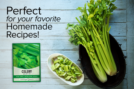 UT 52-70 Celery Seeds For Planting Non-GMO Seeds For Home Vegetable Garden Homemade Recipes