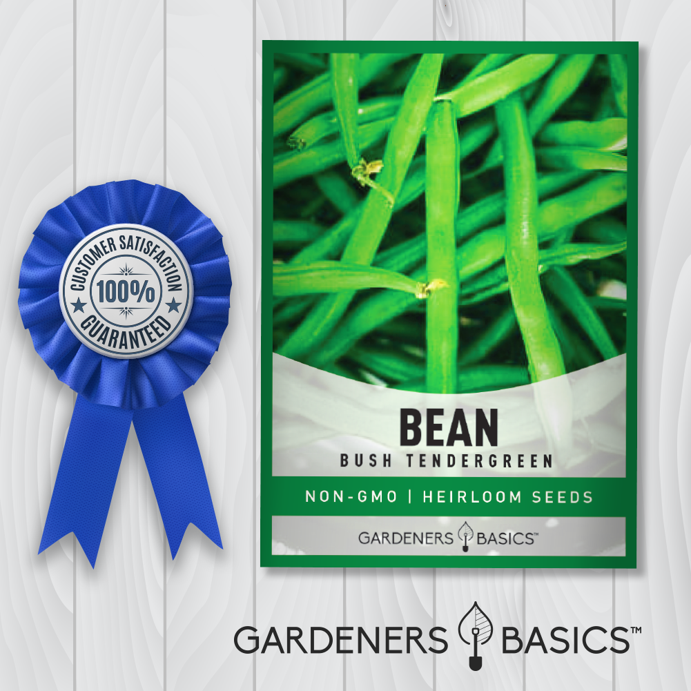Bush Tendergreen Bean Seeds For Planting Non-GMO Seeds For Home Garden