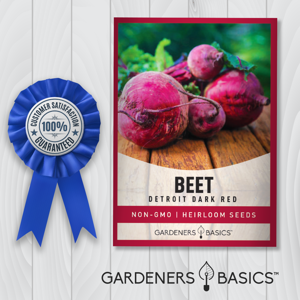 Detroit Dark Red Beet Seeds For Planting Non-GMO Seeds For Home Garden