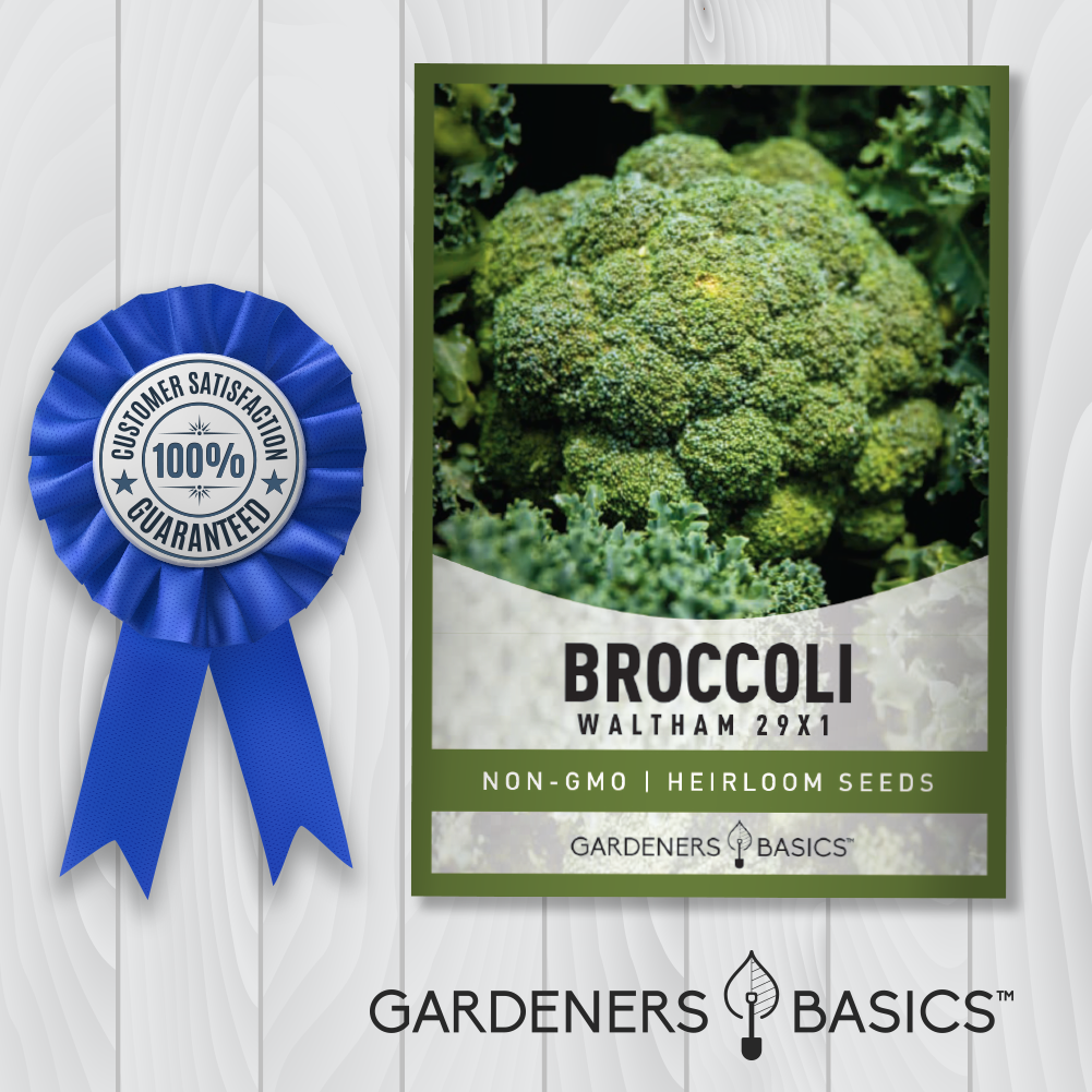 The Ultimate Heirloom Variety: Waltham 29 Broccoli Seeds for Planting