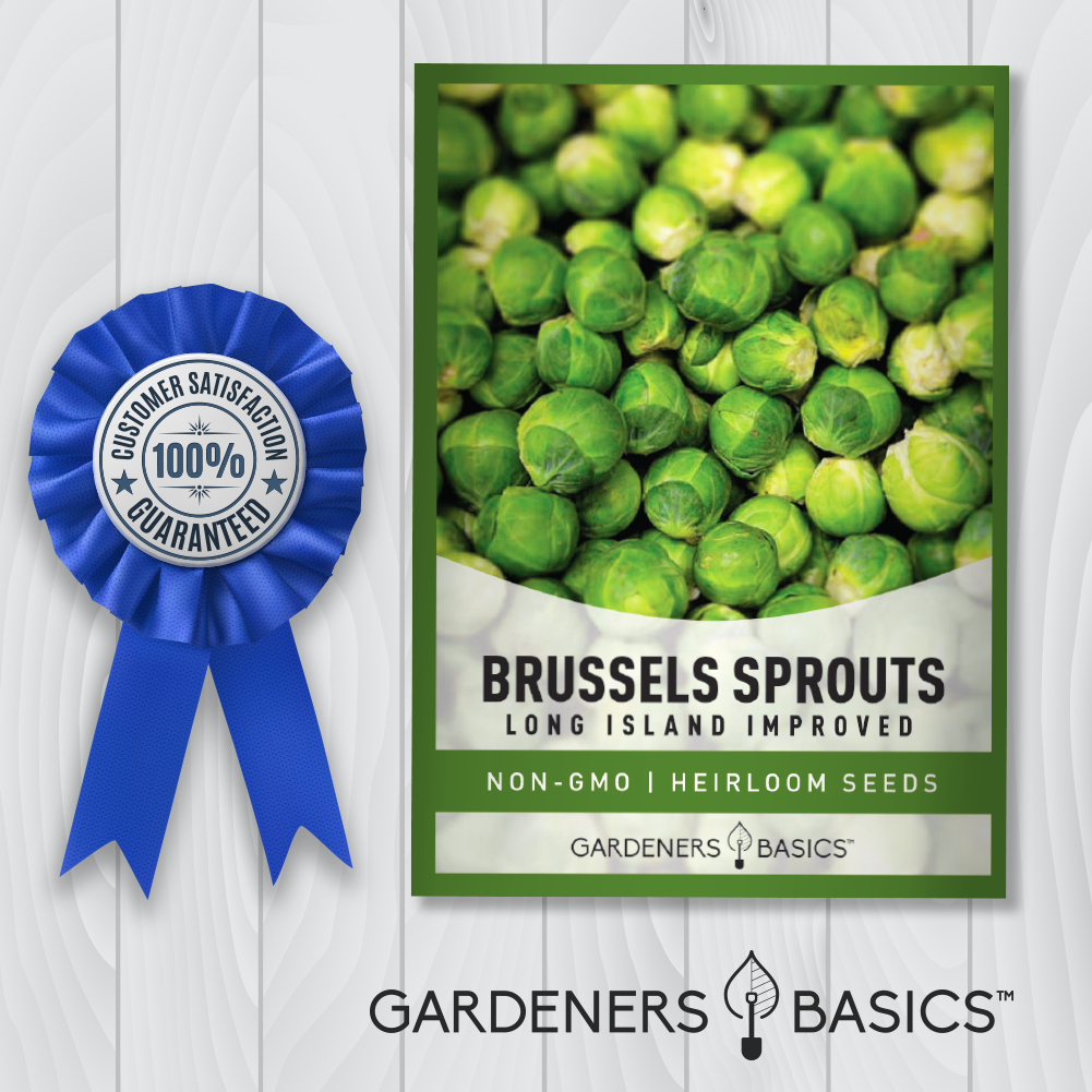 Long Island Improved Brussels Sprouts Seeds For Planting Non-GMO Seeds For Home Garden
