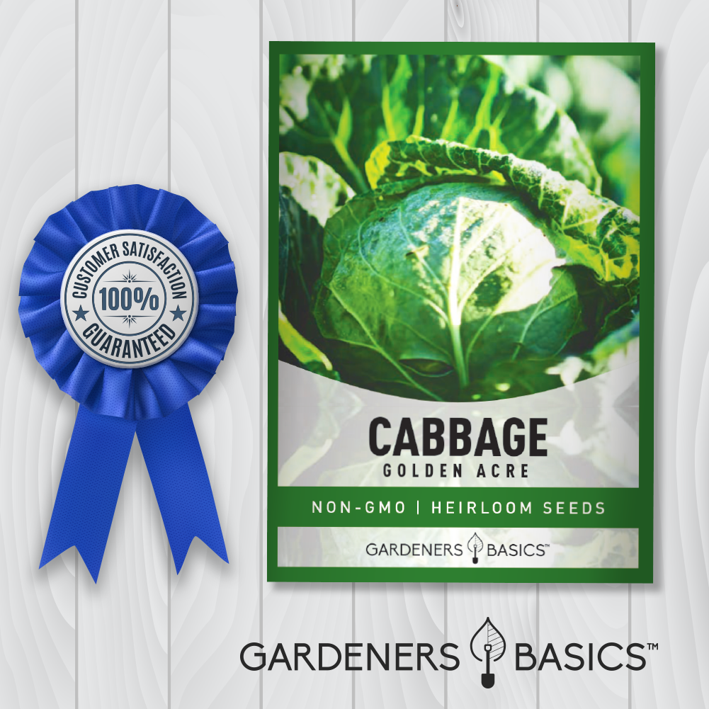 Golden Acre Cabbage Seeds For Planting Non-GMO Seeds For Home Garden