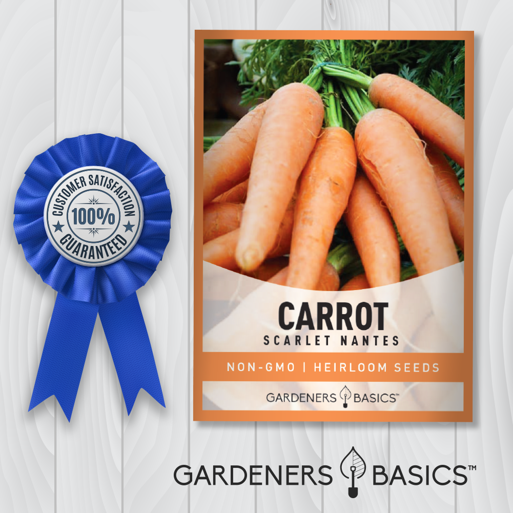Scarlet Nantes Carrot Seeds For Planting Non-GMO Seeds For Home Garden