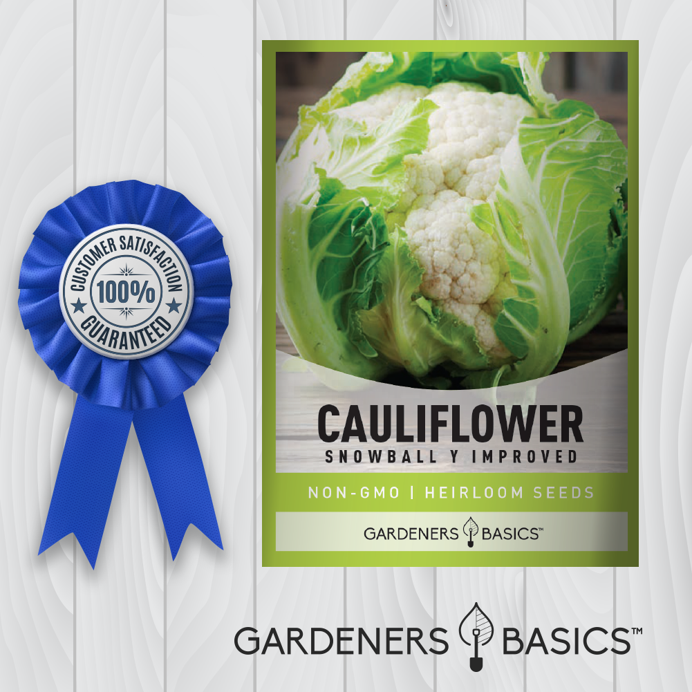 Snowball Y Improved Cauliflower Seeds For Planting Non-GMO Seeds For Home Garden