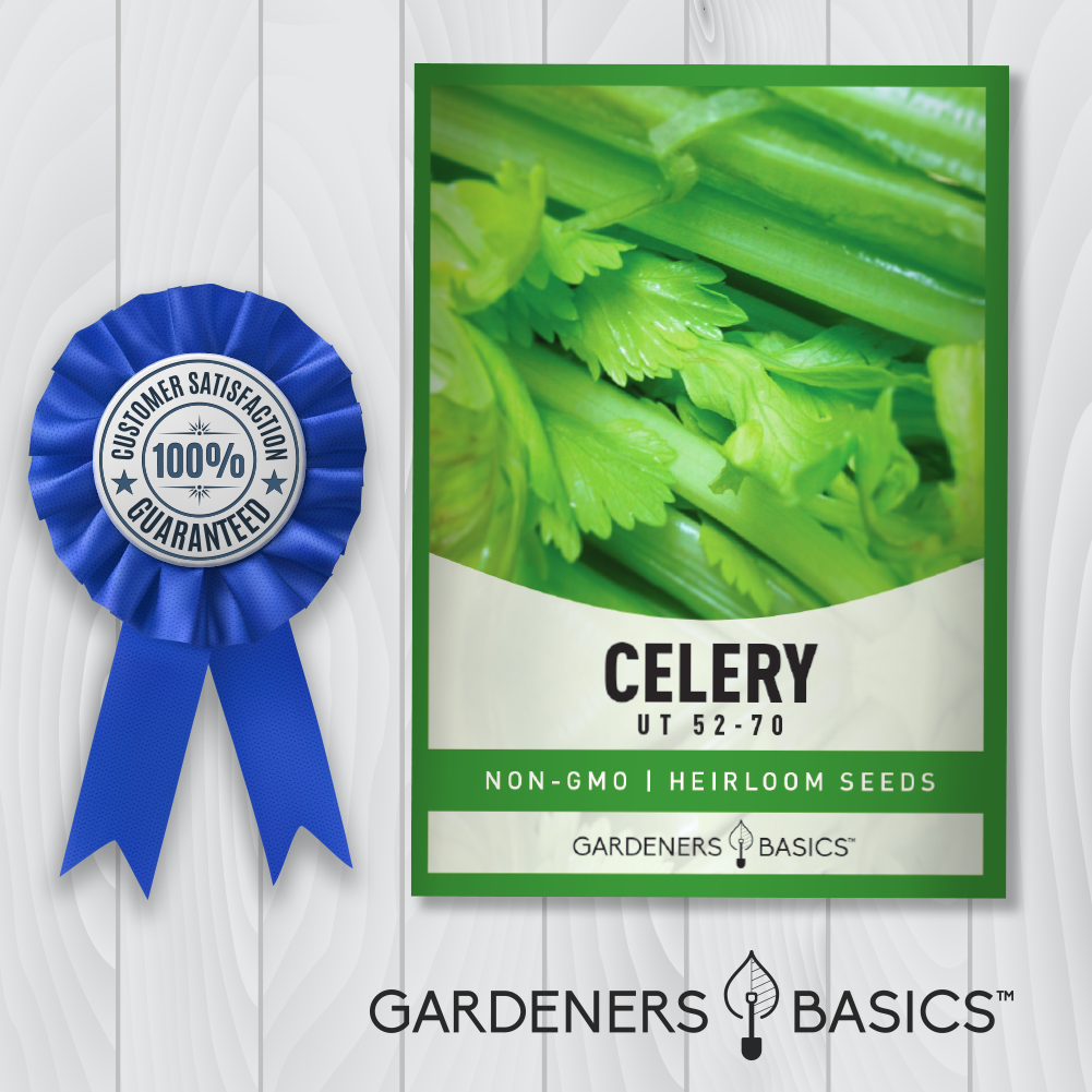 where to buy celery seeds for planting Gardeners Basics Celery Seeds for Planting - UT 52-70 Variety Great Heirloom, Non-GMO Vegetable