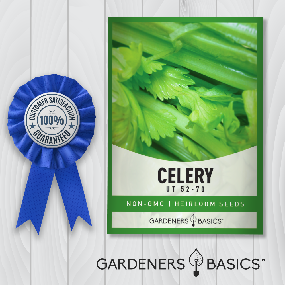 UT 52-70 Celery Seeds For Planting Non-GMO Seeds For Home Garden 