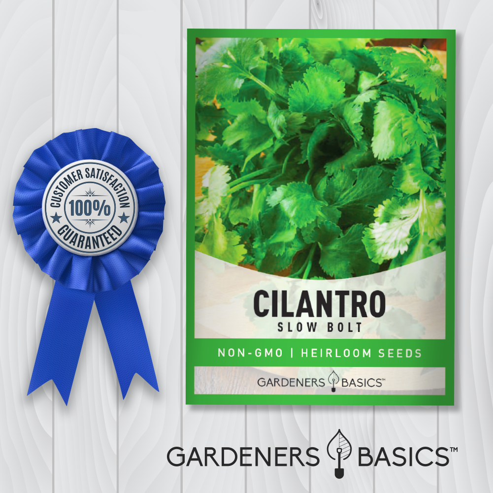 Slow Bolt Cilantro Seeds For Planting Non-GMO Herb Seeds For Home Garden