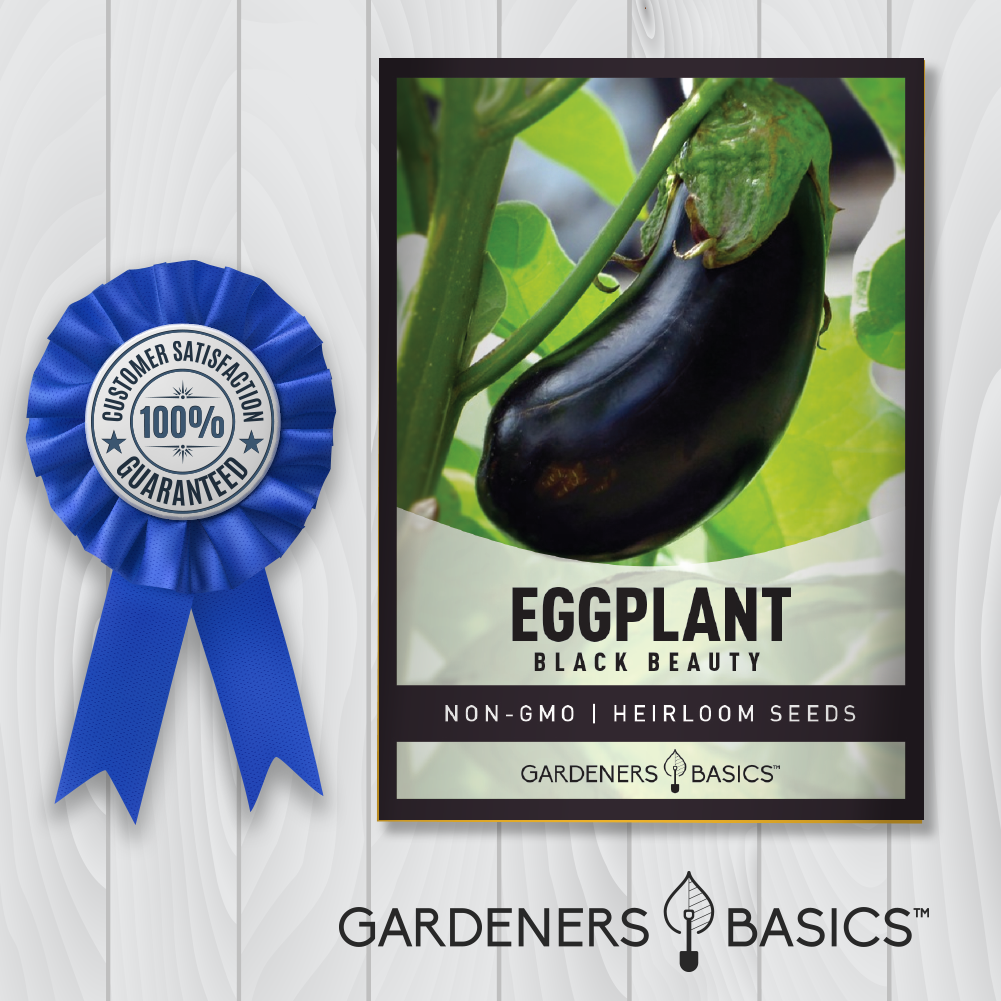 Black Beauty Eggplant Seeds Heirloom Seeds For Planting Home Vegetable Garden