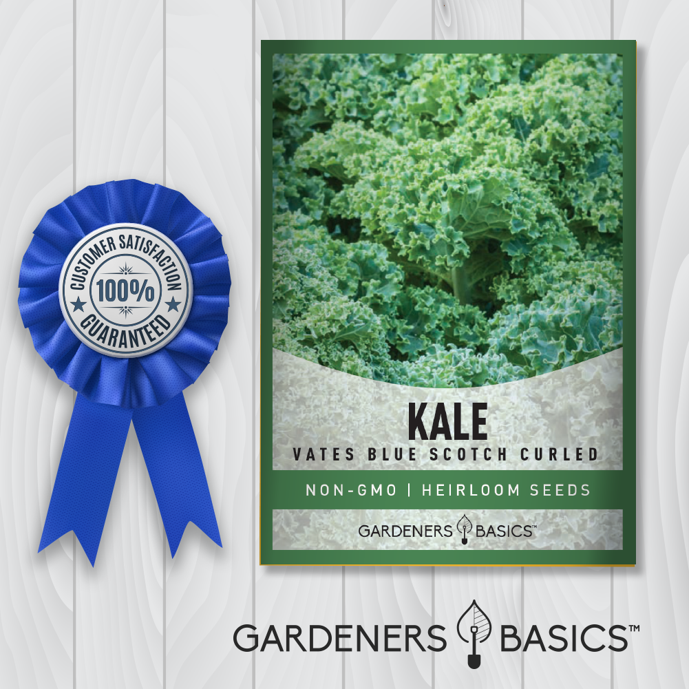 Vates Blue Scotch Curled Kale Seeds For Planting Non-GMO Lettuce Seeds For Home Garden