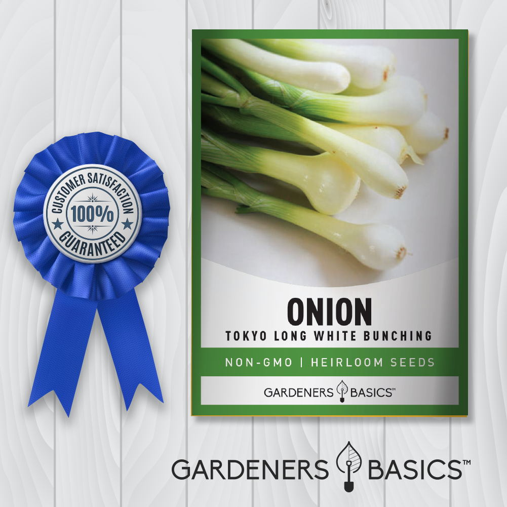 Tokyo Long White Bunching Onion Seeds For Planting Non-GMO Seeds For Home Garden