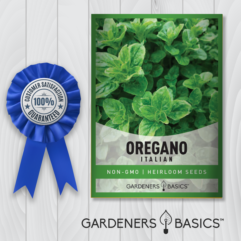 Italian Oregano Seeds For Planting Non-GMO Herb Seeds For Home Garden