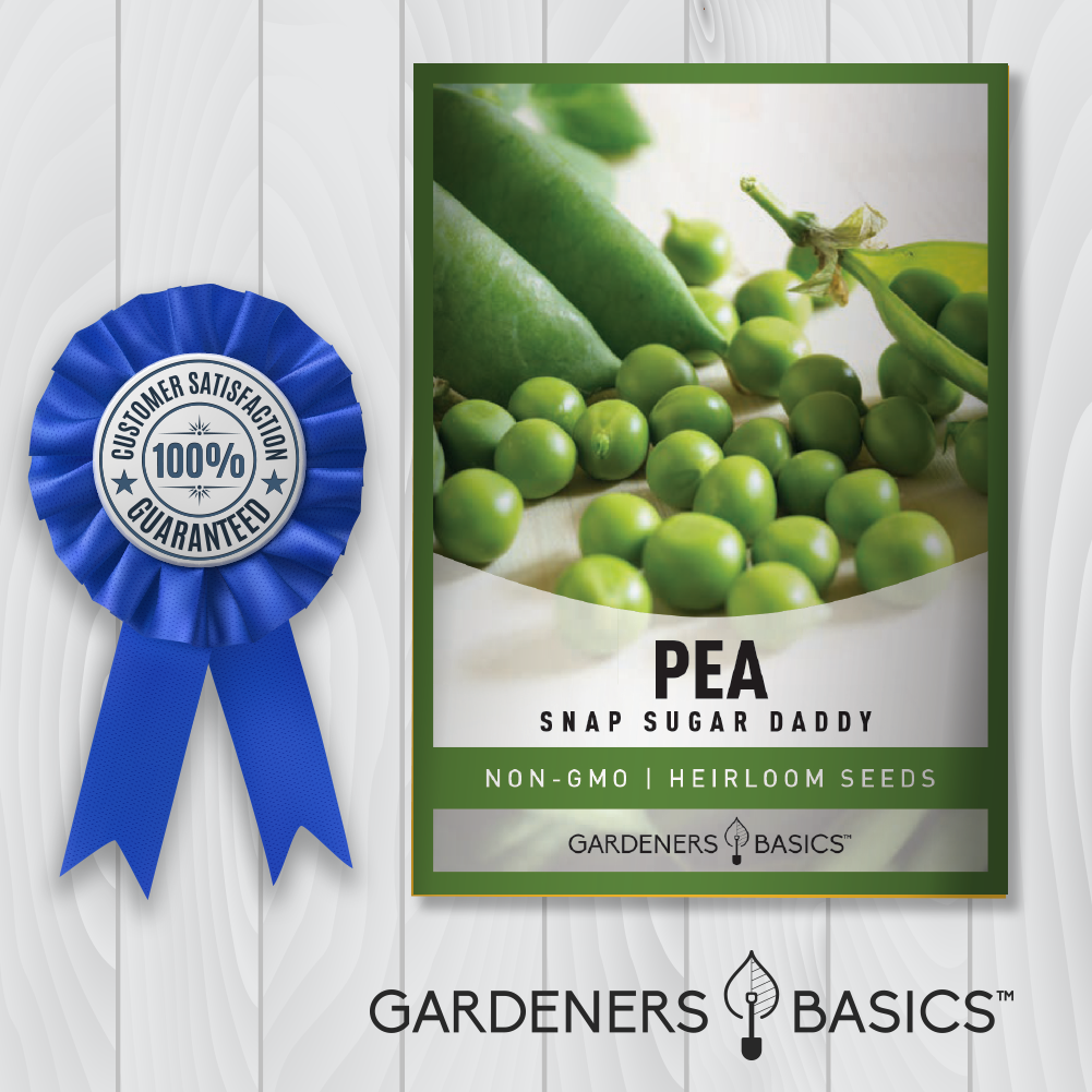 Snap Sugar Daddy Pea Seeds For Planting Non-GMO Seeds For Home Garden