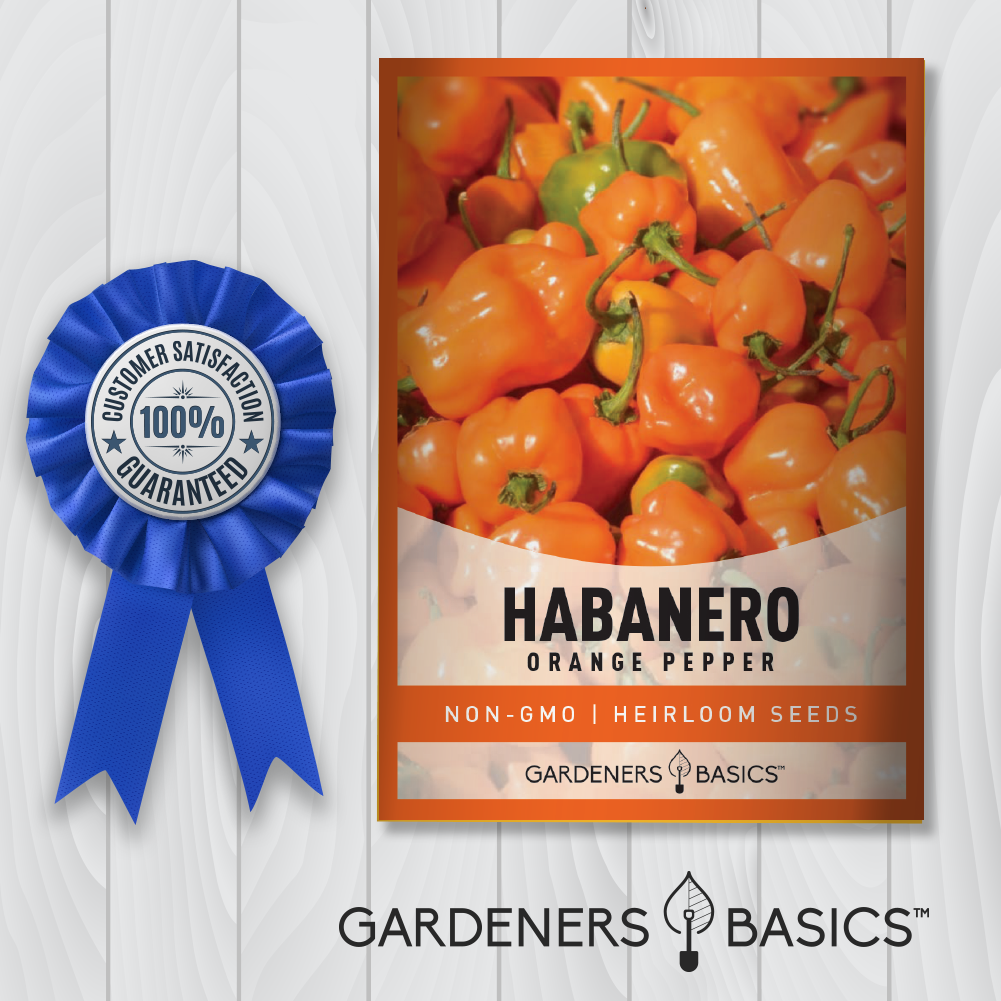 Orange Habanero Pepper Seeds For Planting Non-GMO Seeds For Home Pepper Garden