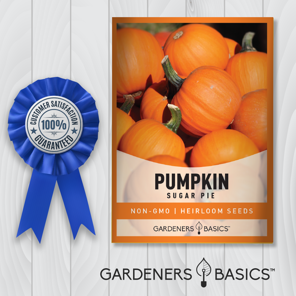 pie pumpkin seeds for planting Sugar Pie Pumpkin Seeds Grow Delicious, Nutrient-Rich Pumpkins at Home – Gardeners Basics