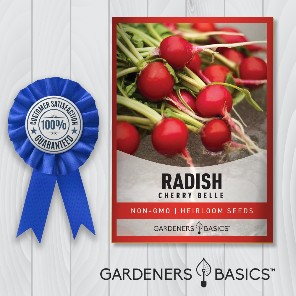 Cherry Belle Radish Seeds For Planting Non-GMO Seeds Home Vegetable Garden