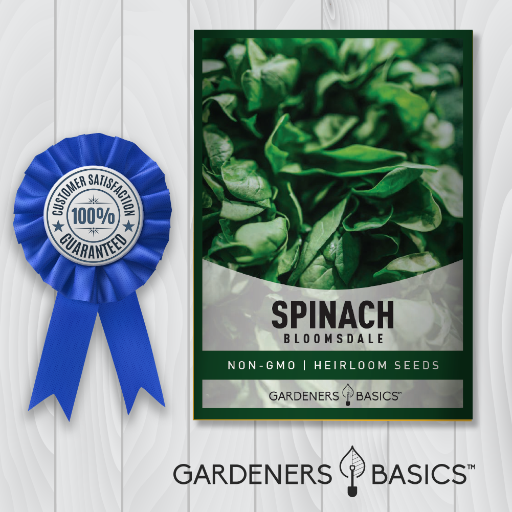 Bloomsdale Spinach Seeds Non-GMO Seeds For Home Garden Vegetables