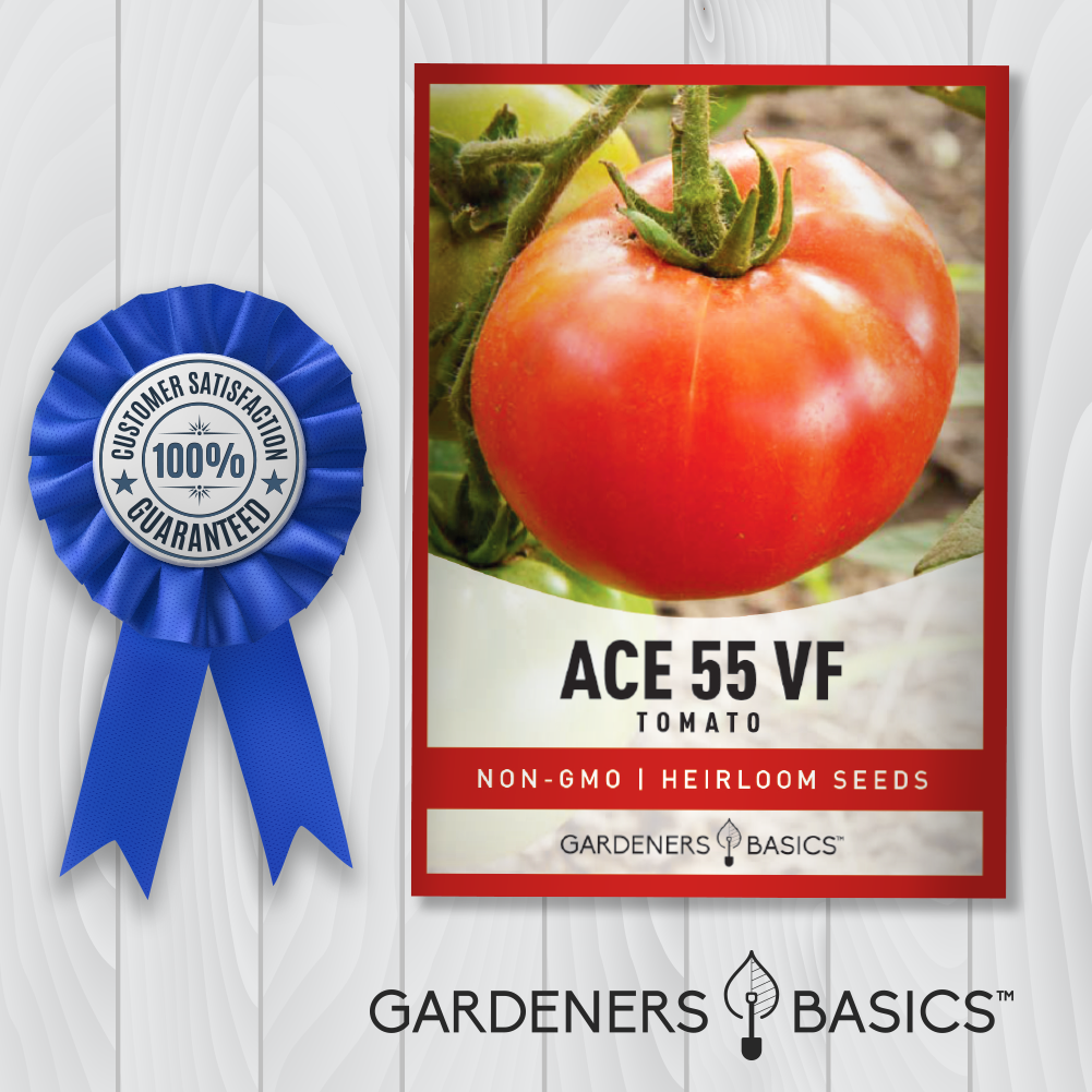 Non-GMO Ace 55 Tomato Seeds - Perfect for Home Gardens and Small Farms
