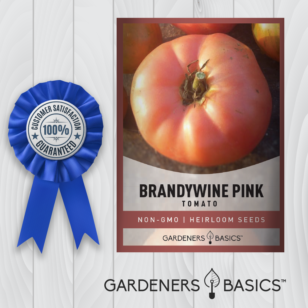 Brandywine Pink Tomato Seeds For Planting Heirloom Non-GMO Seeds For Home Garden