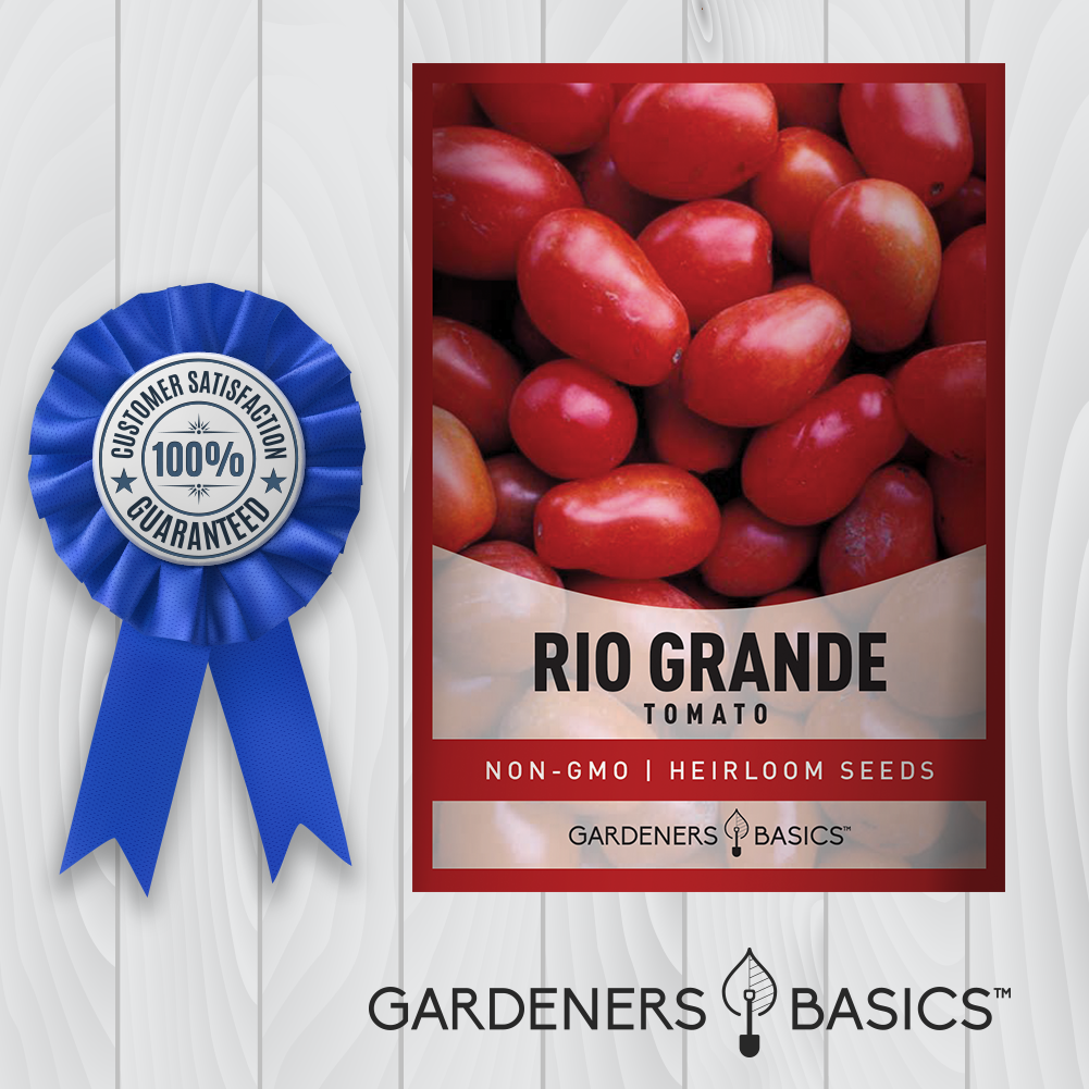 Rio Grande Tomato Seeds For Planting Non-GMO Seeds For Home Vegetable Garden