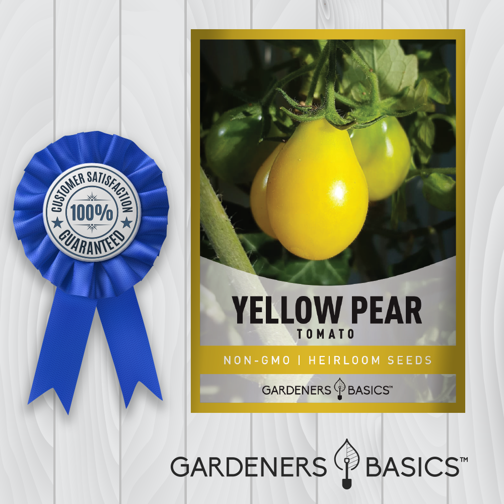 Yellow Pear Tomato Seeds For Planting Non-GMO Seeds For Home Tomato Garden