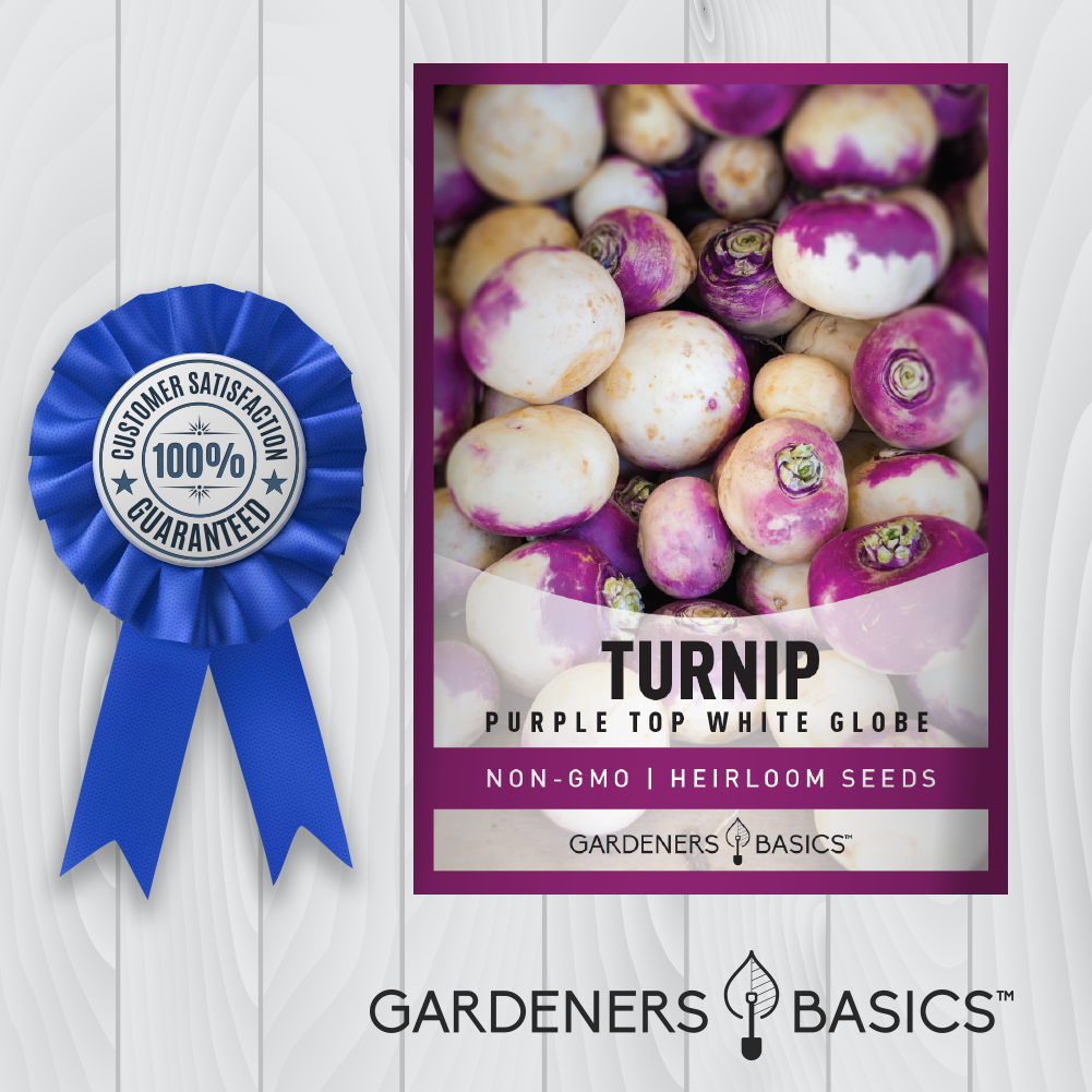 Purple Top White Globe Turnip Seeds For Planting Non-GMO Seeds For Home Garden