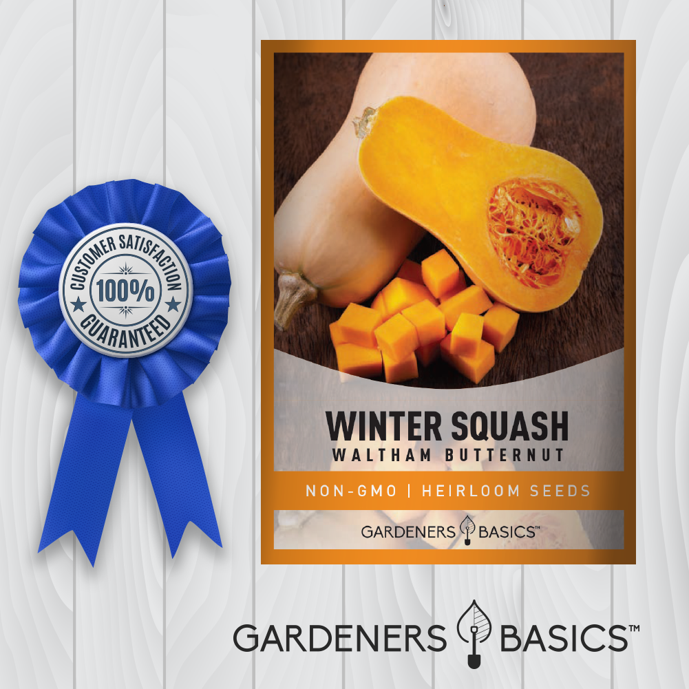 Waltham Butternut Winter Squash Seeds For Planting Non-GMO Seeds For Home Squash Garden