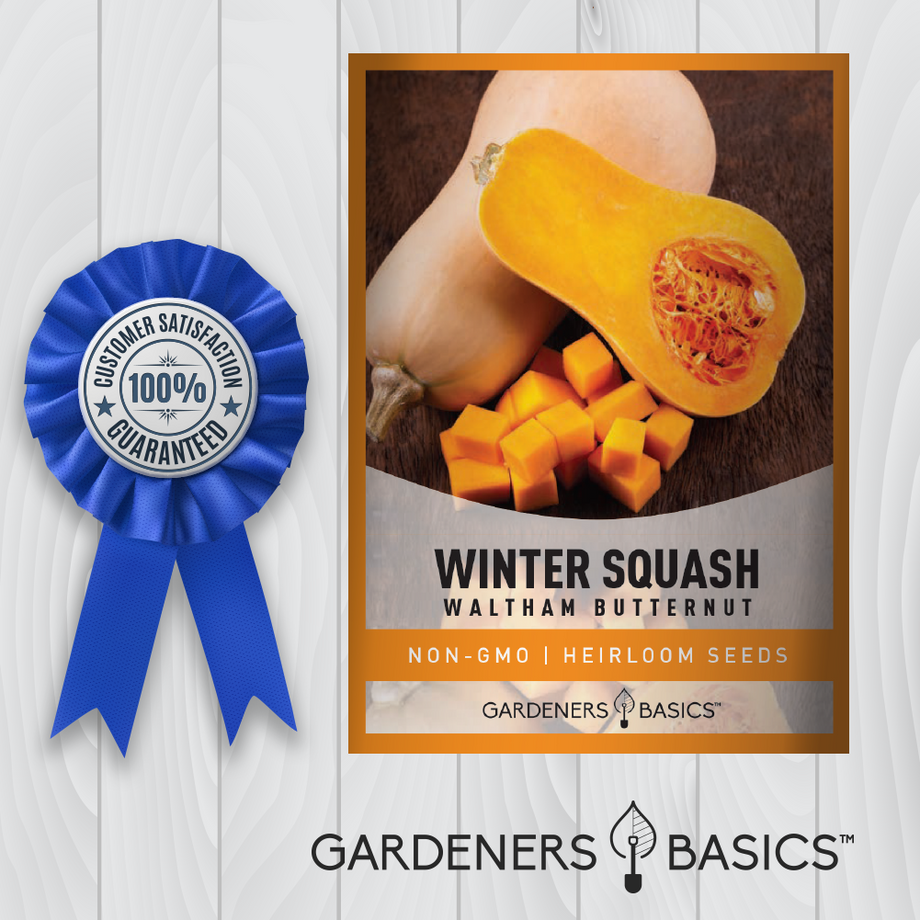squash seeds for planting Waltham Butternut Winter Squash Seeds