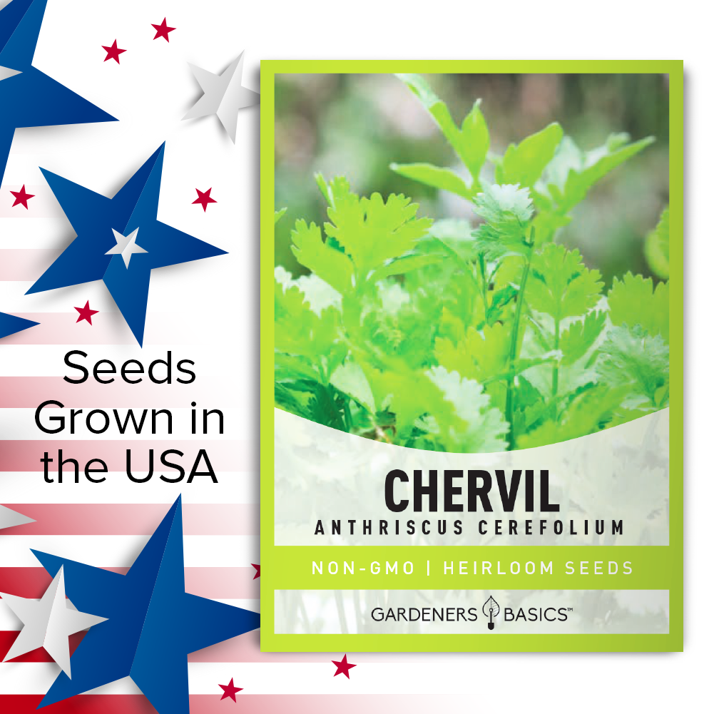 planting chervil seeds Chervil Seeds, Green