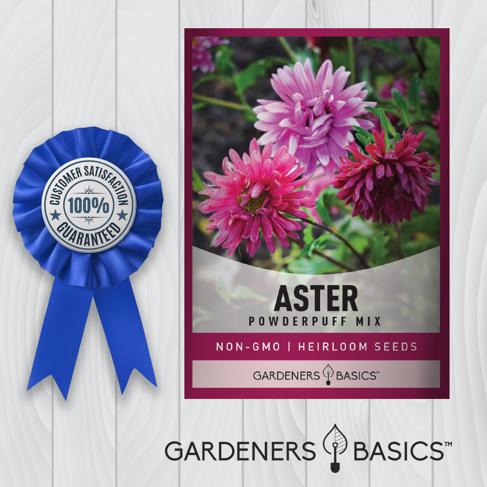 China Aster Powder Puff Collection - Grow Striking Double Flowers for Cutting & More