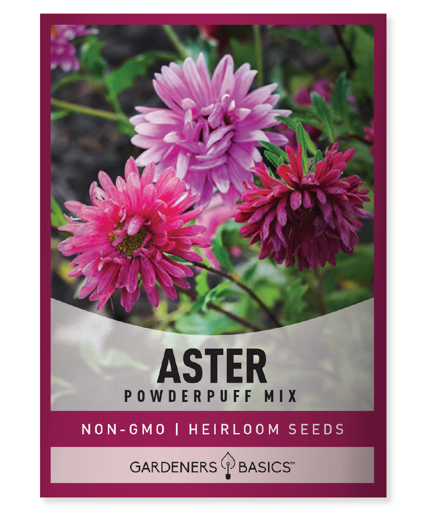 Powder Puff China Aster, China Aster Seeds, Callistephus chinensis, mixed color blooms, annual flower seeds, garden seeds, planting, beds and borders, pollinator garden, full sun, partial shade, double flowers, summer blooming, fall blooming, flower seeds for cutting