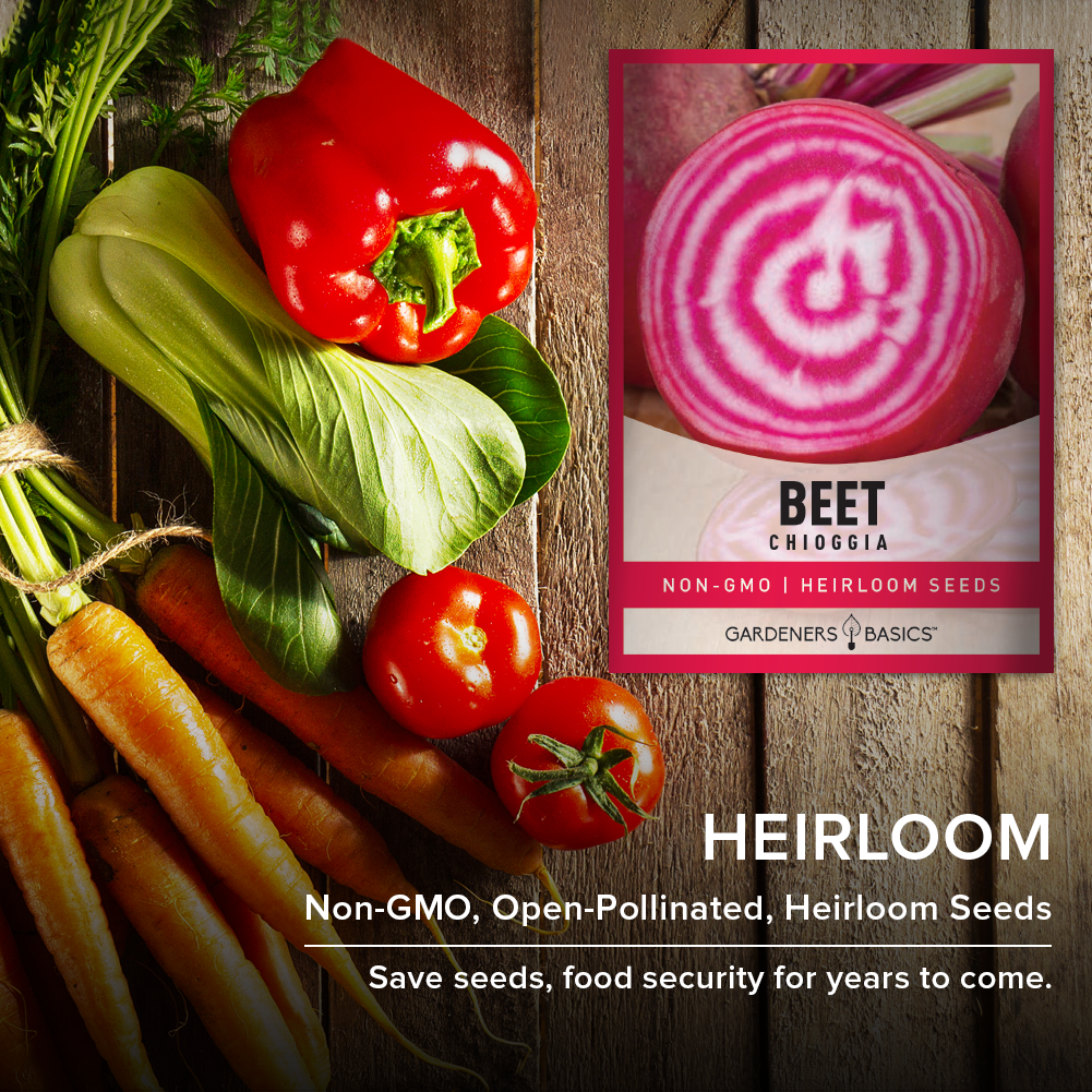 Chioggia Beets: The Perfect Beetroot Choice for Home Gardeners and Professional Growers