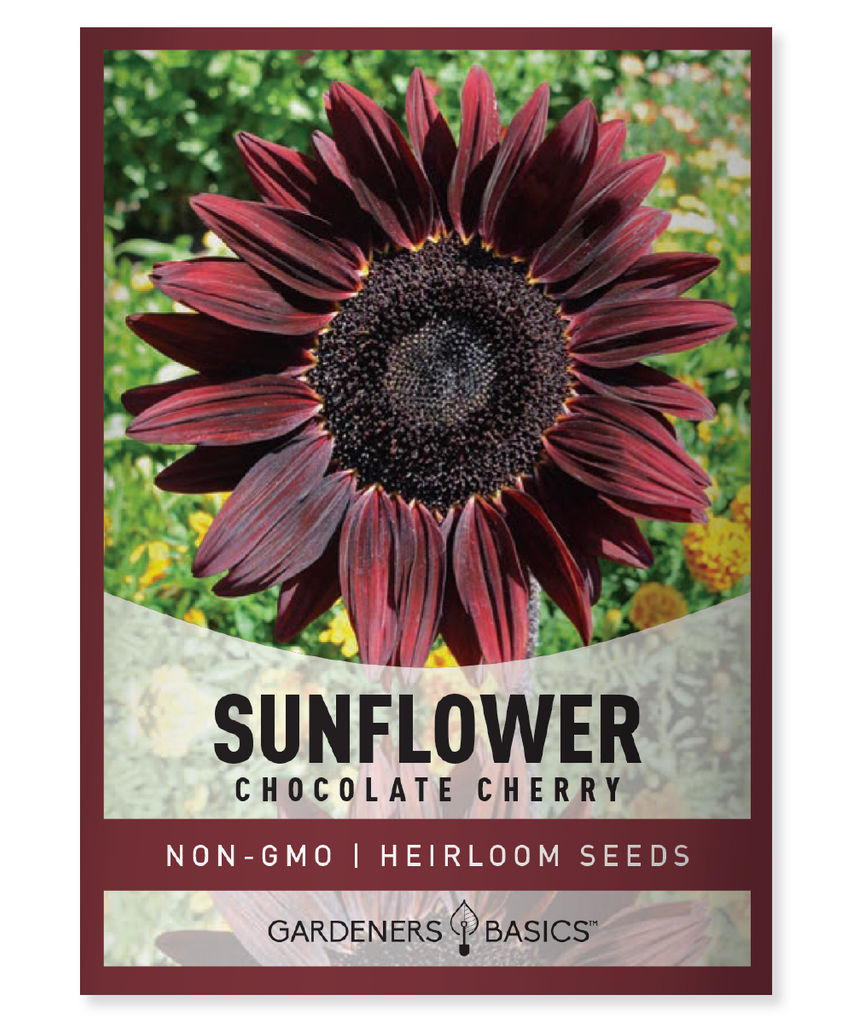 Chocolate Cherry Sunflower Seeds Helianthus annuus Burgundy Sunflowers Pollinator Garden Sunflower Planting Cut Flowers Full Sun Garden Border Tall Sunflowers Dry Moisture Requirement Annual Seeds Unique Sunflower Varieties Red Sunflowers Flower Garden Attracting Bees and Butterflies