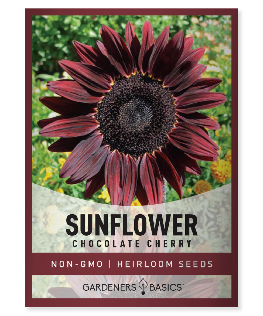 Chocolate Cherry Sunflower Seeds For Sale Add a Burgundy Hue To Garden Gardeners Basics