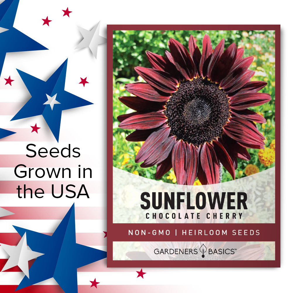 Unleash the Charm of Chocolate Cherry Sunflowers in Your Garden