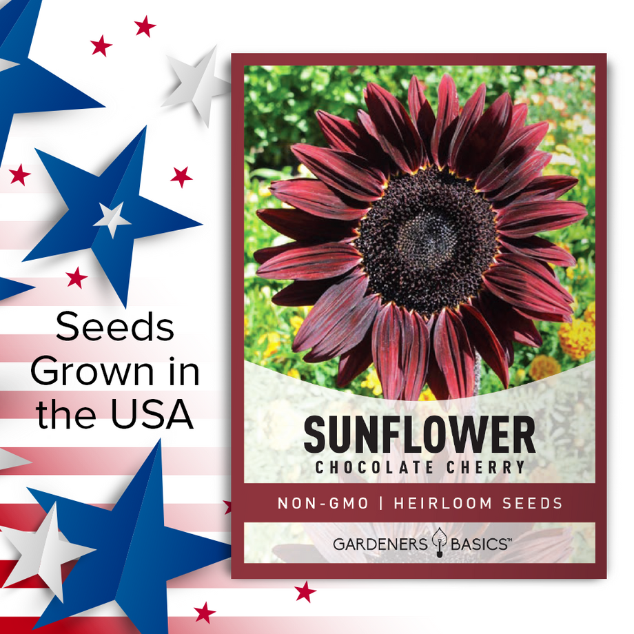 Chocolate Cherry Sunflower Seeds 20 Seeds | Etsy
