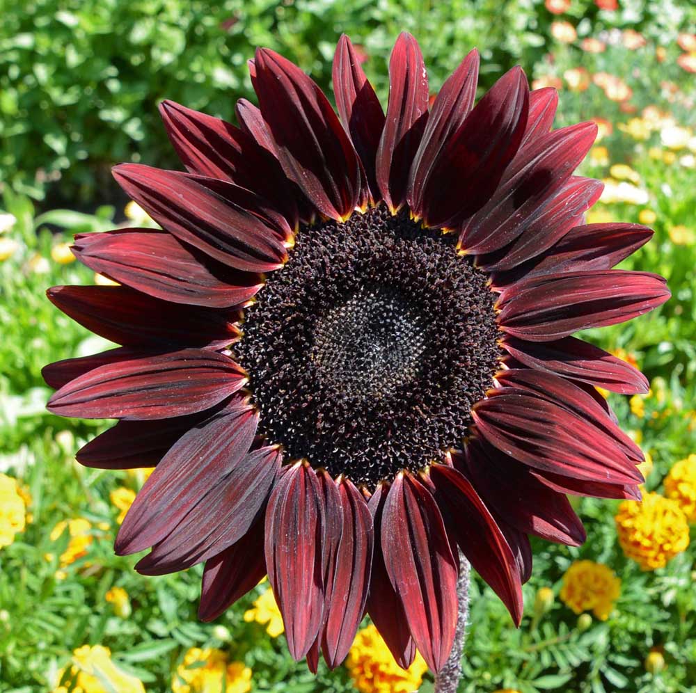 Red Sunflowe Red Sunflower Seeds