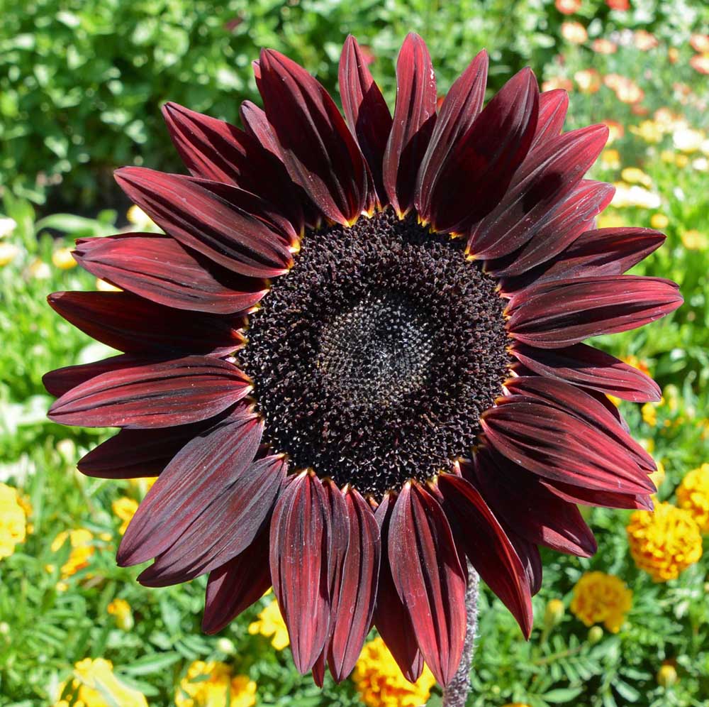 Chocolate Cherry Sunflowers: Breathtaking Burgundy Blooms for Your Garden