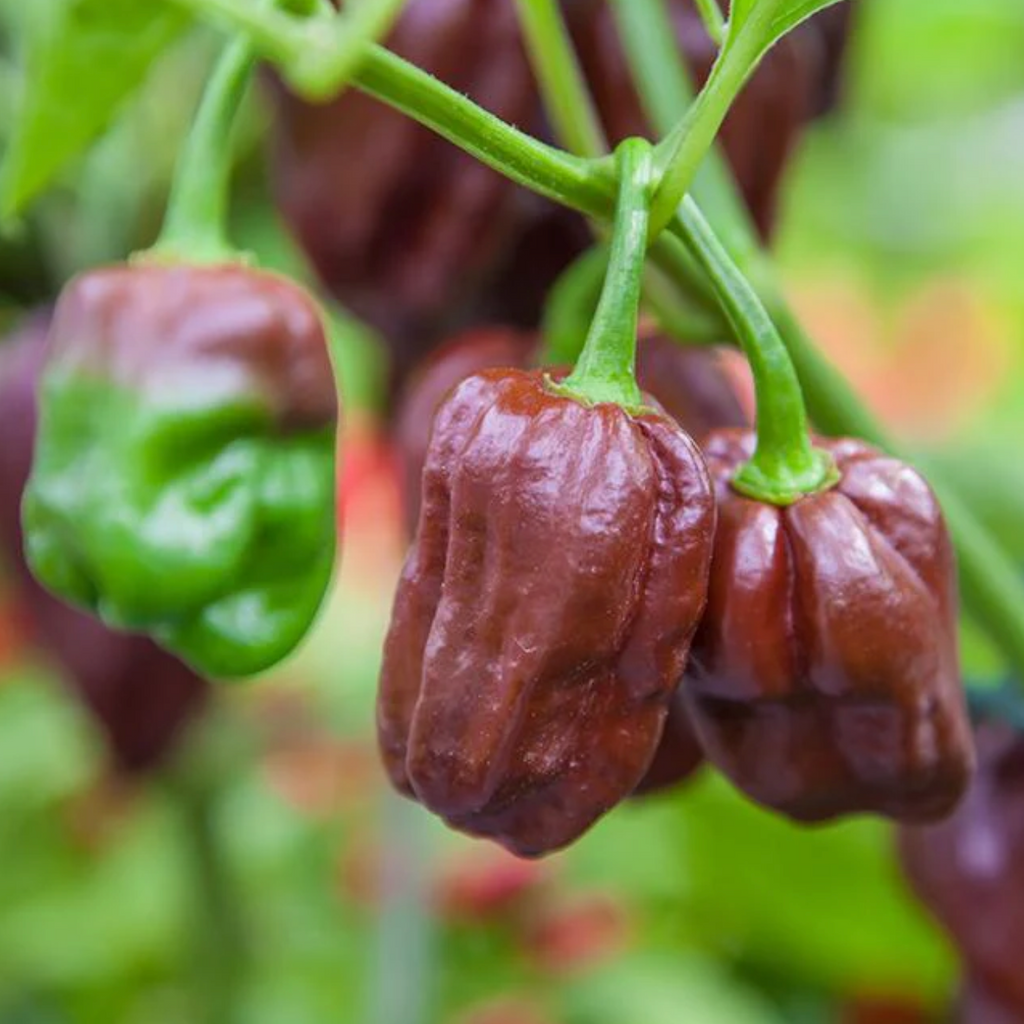 Chocolate Habanero Seeds for Planting: A Garden Must-Have for Spice Lovers