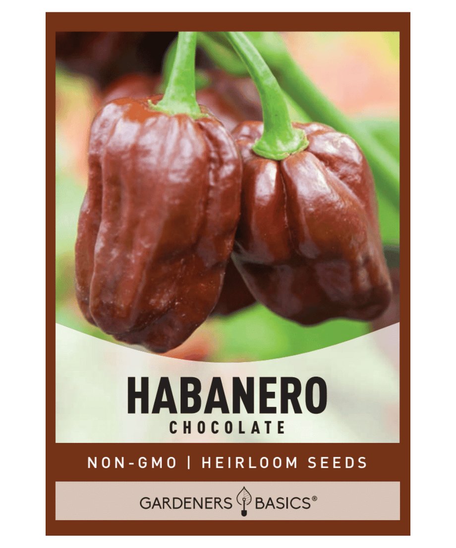 chocolate seeds for planting Chocolate Habanero Pepper Seeds – Gardeners Basics
