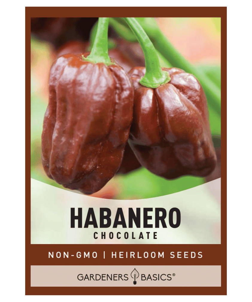 Chocolate Habanero Pepper Seeds Gardeners Basics