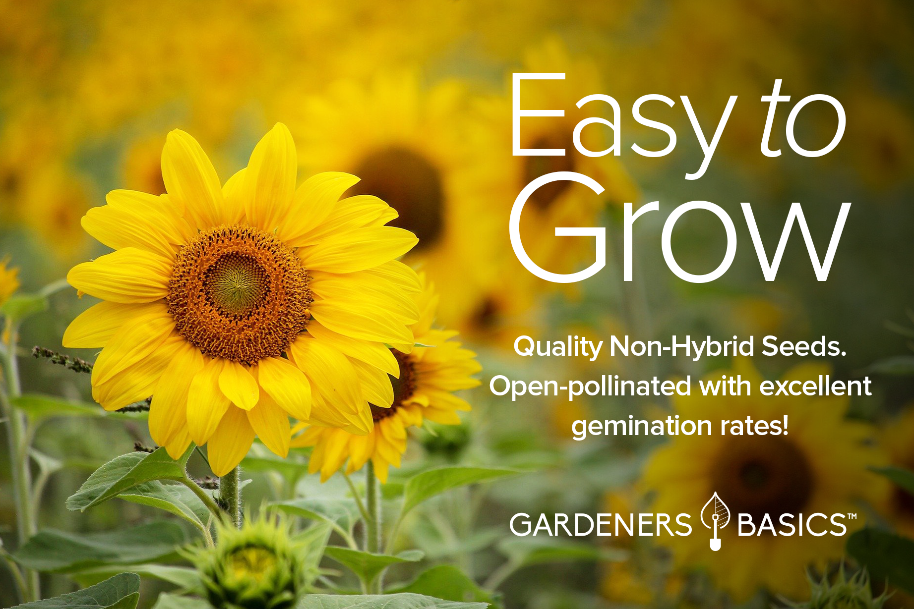 free sunflower seeds to plant Sunflower Seeds For Planting