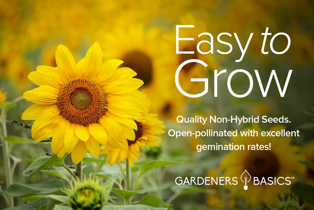 Gardners Basics Sunflower Seed Pack: Beautiful Blooms Ahead